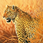 puzzle SCHMIDT 1000 EL JNAITO LEOPARD
