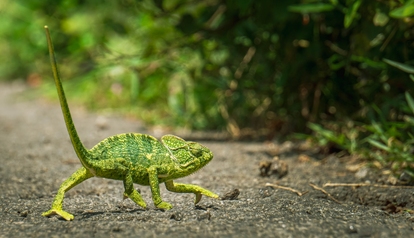 Początki w Terrarystyce, czyli jak zacząć z hodowlą zwierząt egzotycznych